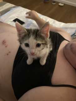 Female kitten available