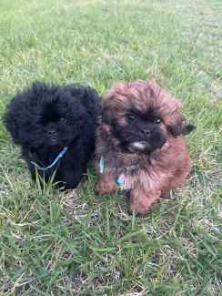 Pekingese x toy poodle looking for their forever homes  now