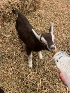 baby goats for sale nsw