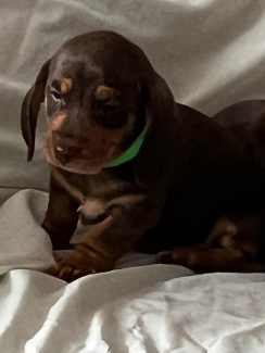 Pure Mimi Dachshund  puppies for sale