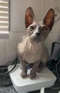 Hairless shops cat gumtree