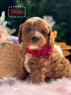 🌹Ruby Toy Cavoodle Puppies 🌹