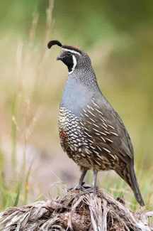 Male California quail