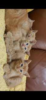 Cute ginger kittens 