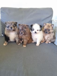 Pomeranian puppies for 2024 sale trading post