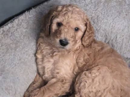 Labradoodle puppies best sale for sale gumtree