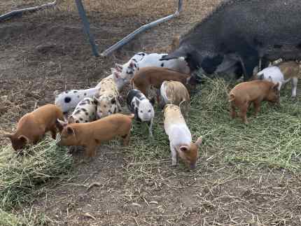 Miniature piglets ready for weaning