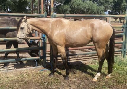 horses for sale in tennessee under $1 000