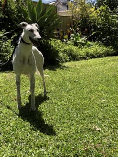 greyhounds for sale newcastle