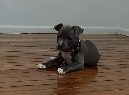 English sales staffy gumtree