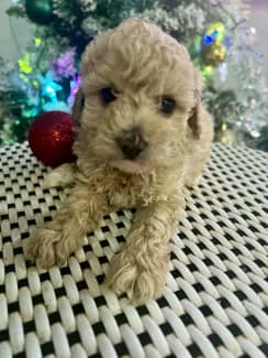 Toy Poodle Puppies In Sunshine Coast