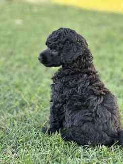 Yamba 2464 NSW Dogs Puppies Gumtree Australia Free Local Classifieds