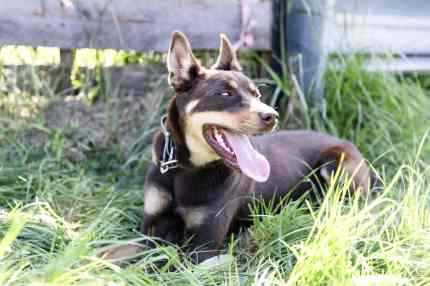 Started WKC Registered Bitch dog Kelpie red and tan