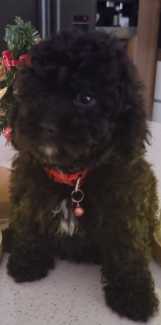 Gorgeous Pure Toy Poodle last one 