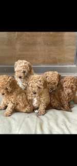 Pure bred Toy Poodles-apricot,black,silver