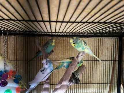 Gumtree budgies for store sale