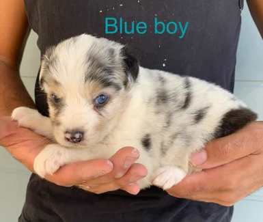 Gumtree hot sale australia puppies