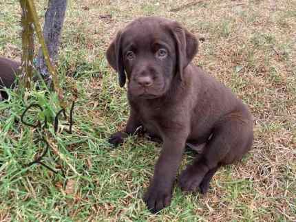 Gumtree labrador puppies for sales sale