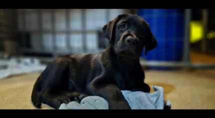 Beautiful Labrador Puppies *BE QUICK, PUPS READY TO GO NOW*