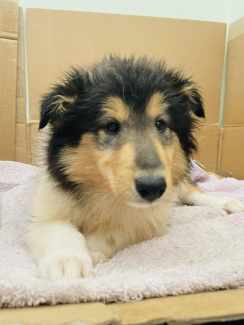 Rough collie puppies shops for gumtree