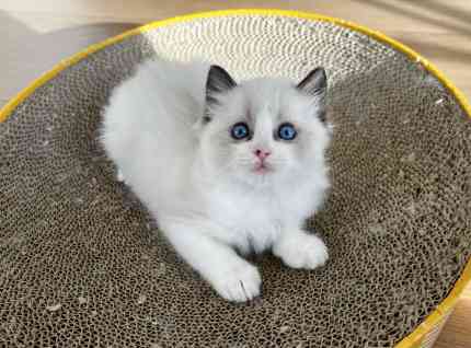 Purebred Bi-color Ragdoll female kitten