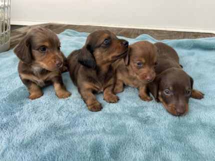 Dachshund best sale puppies gumtree