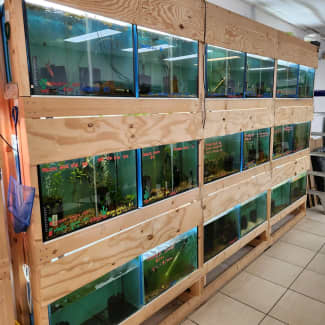 fish tank filter in Gold Coast Region, QLD, Fish