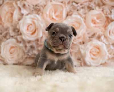 French bulldog pup READY NOW REDUCED! 