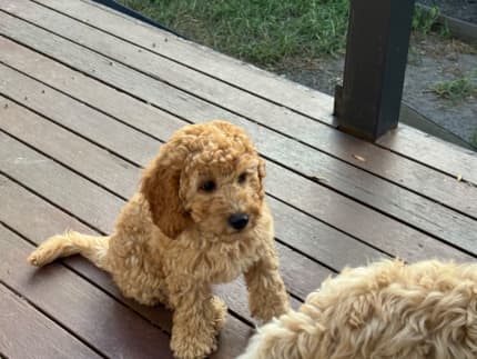 Labradoodle puppies for sale hot sale gumtree