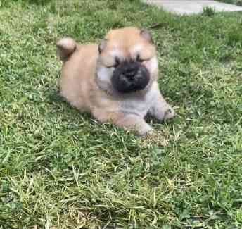 Chow chow puppies for sale gumtree best sale