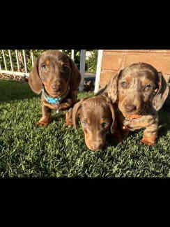 Purebred miniature dachshund puppies ready now