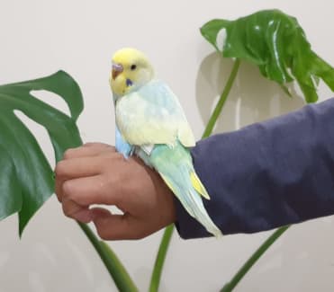 Spangle budgies for hot sale sale