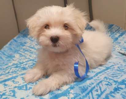 Gumtree best sale maltese puppy