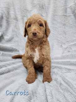 Gumtree labradoodle hot sale