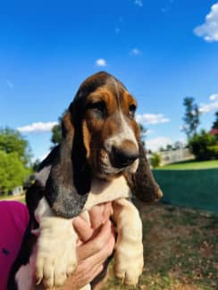 Gumtree hot sale basset hound