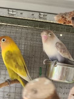 Gumtree lost and found hot sale birds