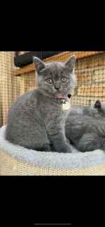 Blue British  shorthair Kittens purebred