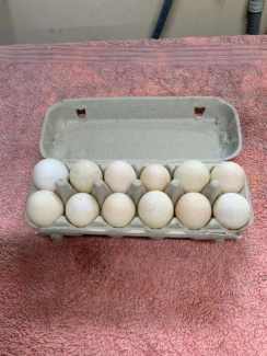 unhatched duck eggs for sale