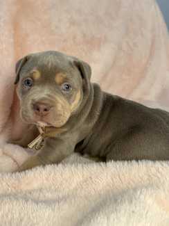 Gumtree sales american bully