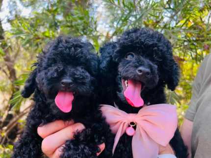 Gumtree toy poodles for sale best sale