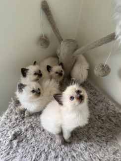 Pure bred Ragdoll Seal Point kittens 3 girls& 2