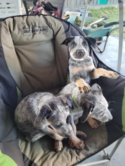 Cattle sale dog gumtree