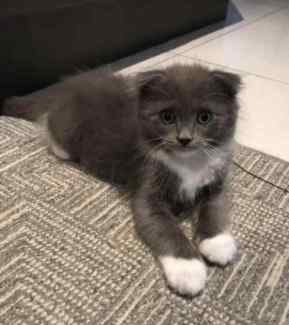 Munchkin best sale cat gumtree