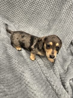 Dachshund puppies for sale hot sale vic