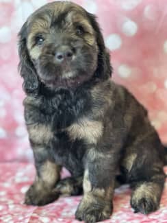 Spoodle puppies store for sale gumtree