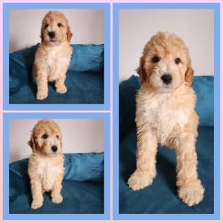 Gumtree labradoodle hot sale