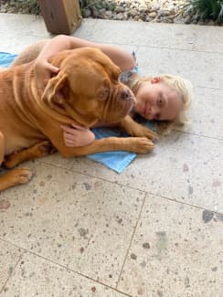 Gumtree dogue de sales bordeaux