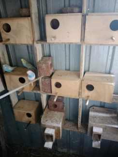Young and adults budgie and breeding boxes