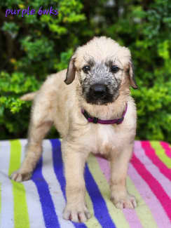 Irish store wolfhound gumtree