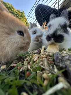 4 ADORABLE RABBITS FOR SALE